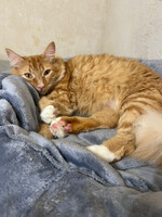 Собаки и кошки в добрые руки