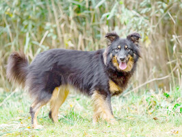Собаки и кошки в добрые руки
