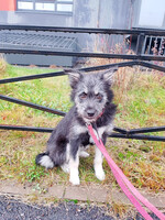 Собаки и кошки в добрые руки