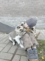 Собаки и кошки в добрые руки