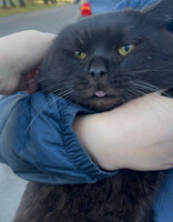 Собаки и кошки в добрые руки