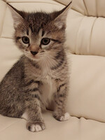 Собаки и кошки в добрые руки