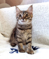 Собаки и кошки в добрые руки