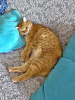 Собаки и кошки в добрые руки