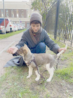 Собаки и кошки в добрые руки
