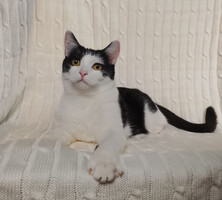 Собаки и кошки в добрые руки