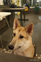 Собаки и кошки в добрые руки