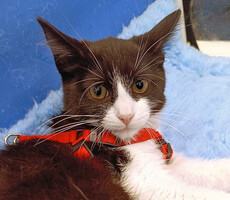 Собаки и кошки в добрые руки