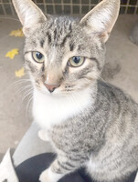 Собаки и кошки в добрые руки