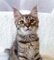 Собаки и кошки в добрые руки