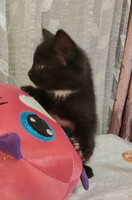 Собаки и кошки в добрые руки