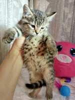 Собаки и кошки в добрые руки