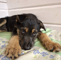 Собаки и кошки в добрые руки