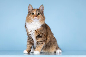 Собаки и кошки в добрые руки