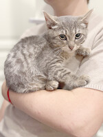 Собаки и кошки в добрые руки