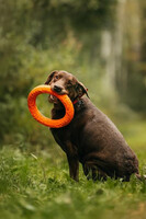 Собаки и кошки в добрые руки