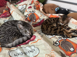 Собаки и кошки в добрые руки