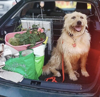Собаки и кошки в добрые руки