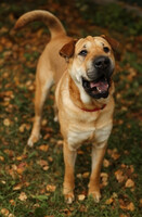 Собаки и кошки в добрые руки