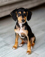 Собаки и кошки в добрые руки