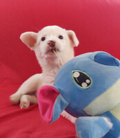 Собаки и кошки в добрые руки