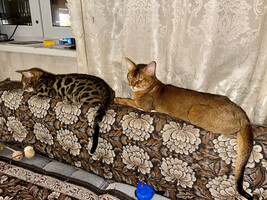 Собаки и кошки в добрые руки