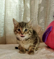 Собаки и кошки в добрые руки