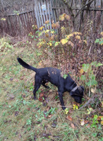 Собаки и кошки в добрые руки