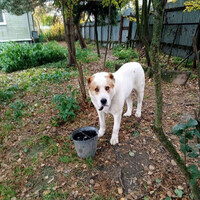 Собаки и кошки в добрые руки