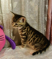 Собаки и кошки в добрые руки