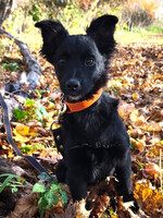 Собаки и кошки в добрые руки