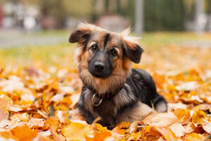 Собаки и кошки в добрые руки