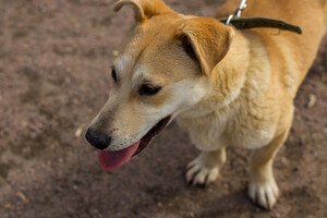 Собаки и кошки в добрые руки