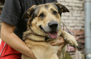 Собаки и кошки в добрые руки