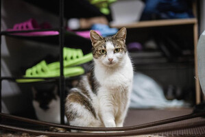 Собаки и кошки в добрые руки