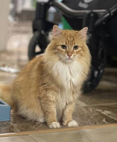 Собаки и кошки в добрые руки