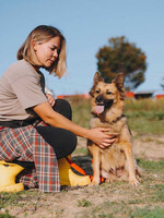 Собаки и кошки в добрые руки