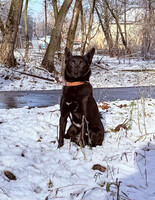 Собаки и кошки в добрые руки