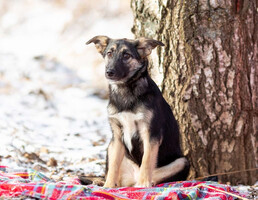 Собаки и кошки в добрые руки