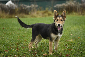 Собаки и кошки в добрые руки