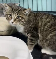 Собаки и кошки в добрые руки