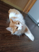 Собаки и кошки в добрые руки