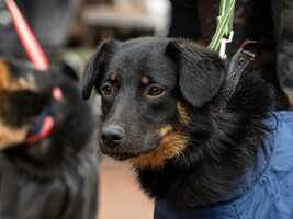 Собаки и кошки в добрые руки