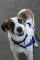 Собаки и кошки в добрые руки