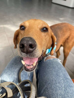 Собаки и кошки в добрые руки