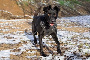 Собаки и кошки в добрые руки