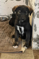 Собаки и кошки в добрые руки