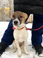 Собаки и кошки в добрые руки