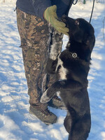 Собаки и кошки в добрые руки