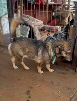 Собаки и кошки в добрые руки